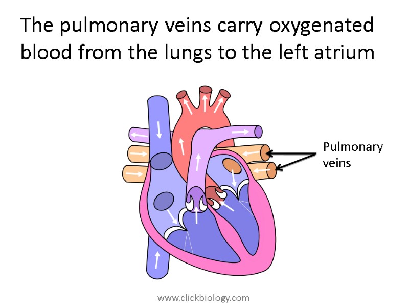 The pulmonary veins carry oxygenated blood from the lungs to the left atrium Pulmonary